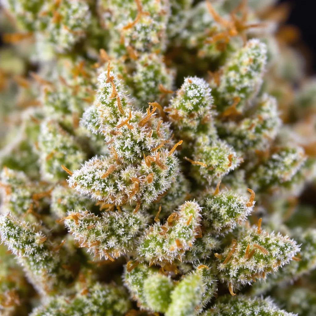 Timewreck cannabis plant in flowering stage — 150-200 cm feminised