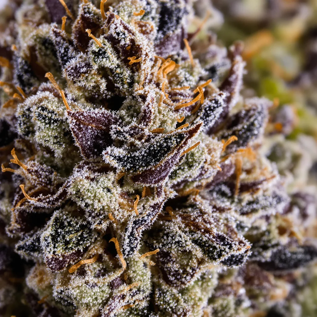 Triangle Kush cannabis plant in flowering stage — 60-100 cm autoflower