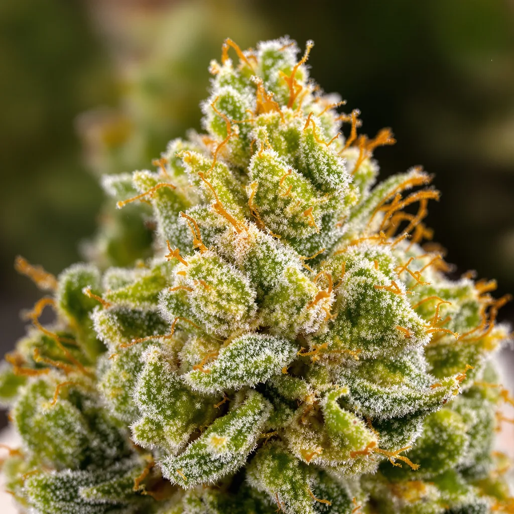 Trinity cannabis plant in flowering stage — 150-200 cm feminised