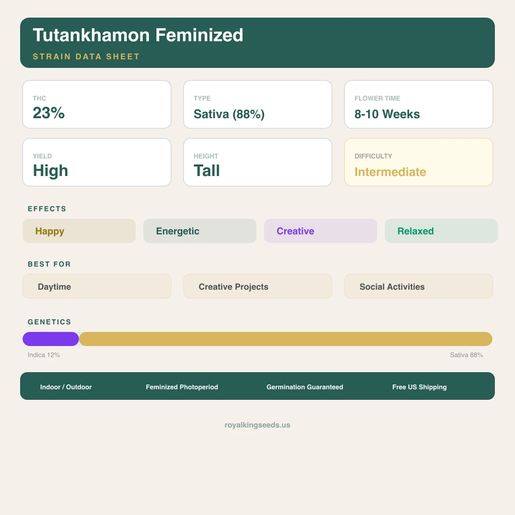Tutankhamon 12% indica / 88% sativa flower with visible trichomes