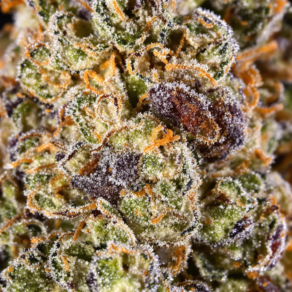 UK Cheese cannabis plant in flowering stage — 60-100 cm autoflower