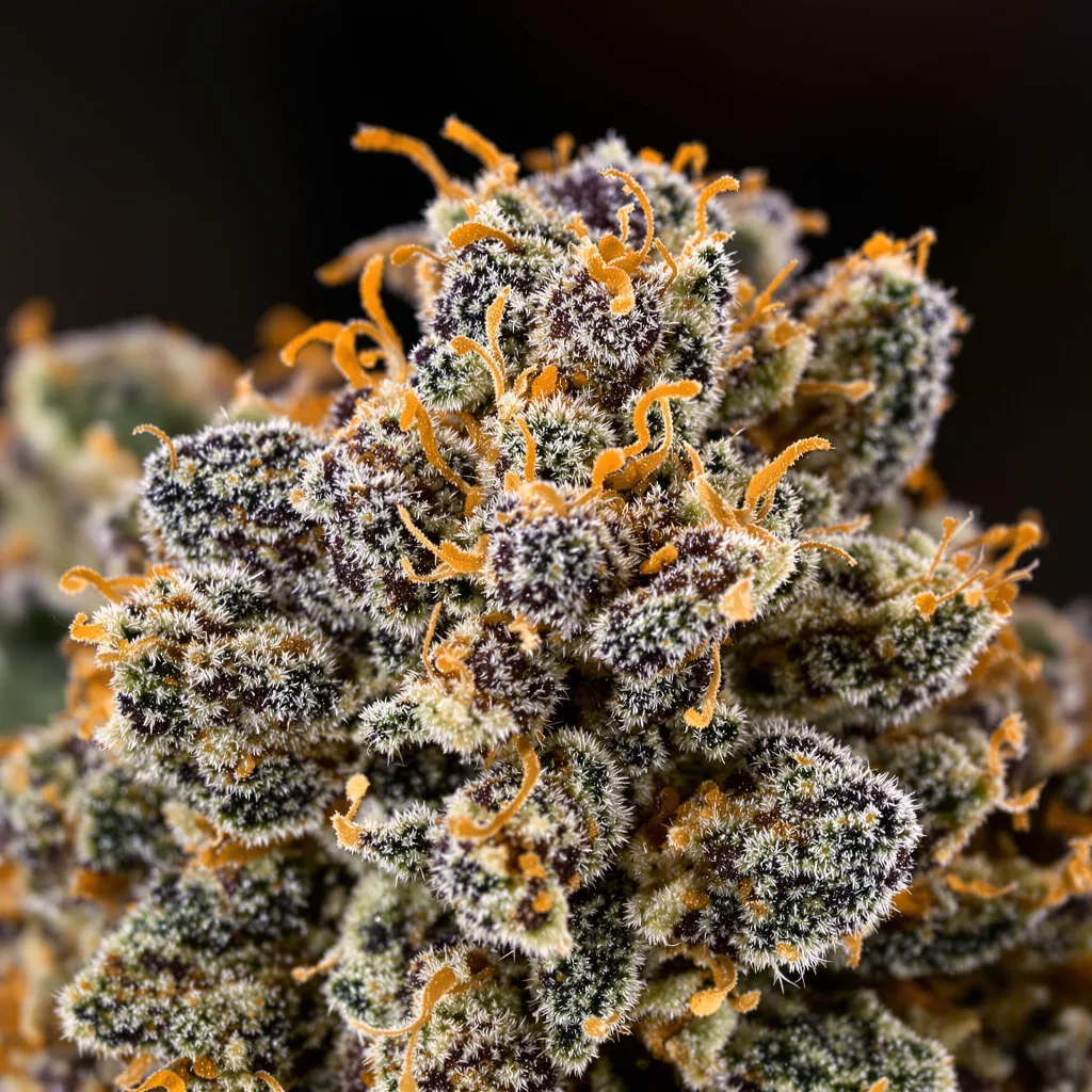 Violator Kush cannabis plant in flowering stage — 60-100 cm autoflower