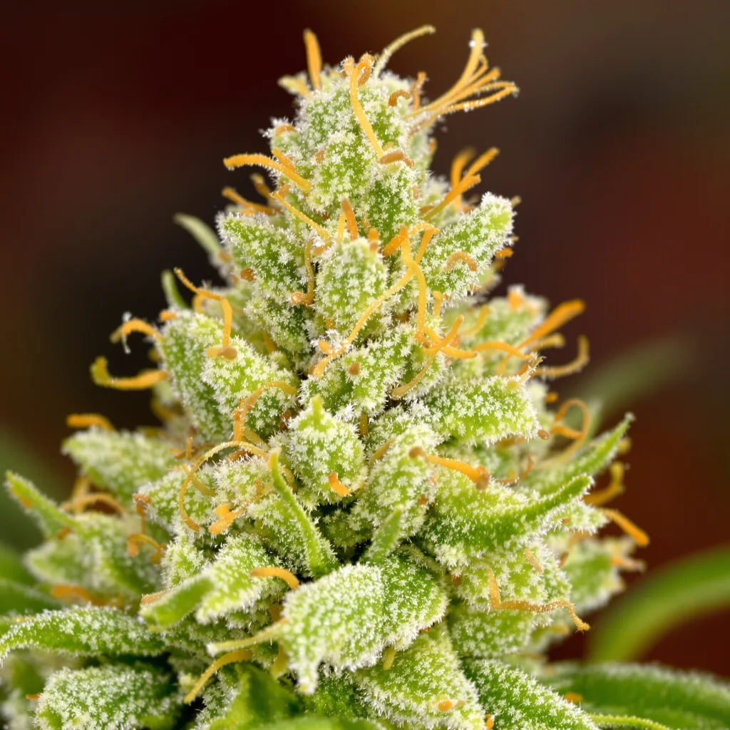 Vortex cannabis plant in flowering stage — 150-200 cm feminised