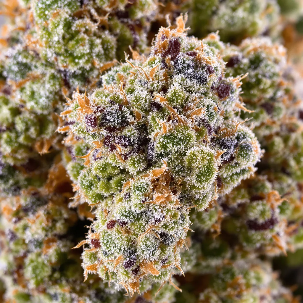 White Fire Alien OG cannabis plant in flowering stage — 60-100 cm autoflower