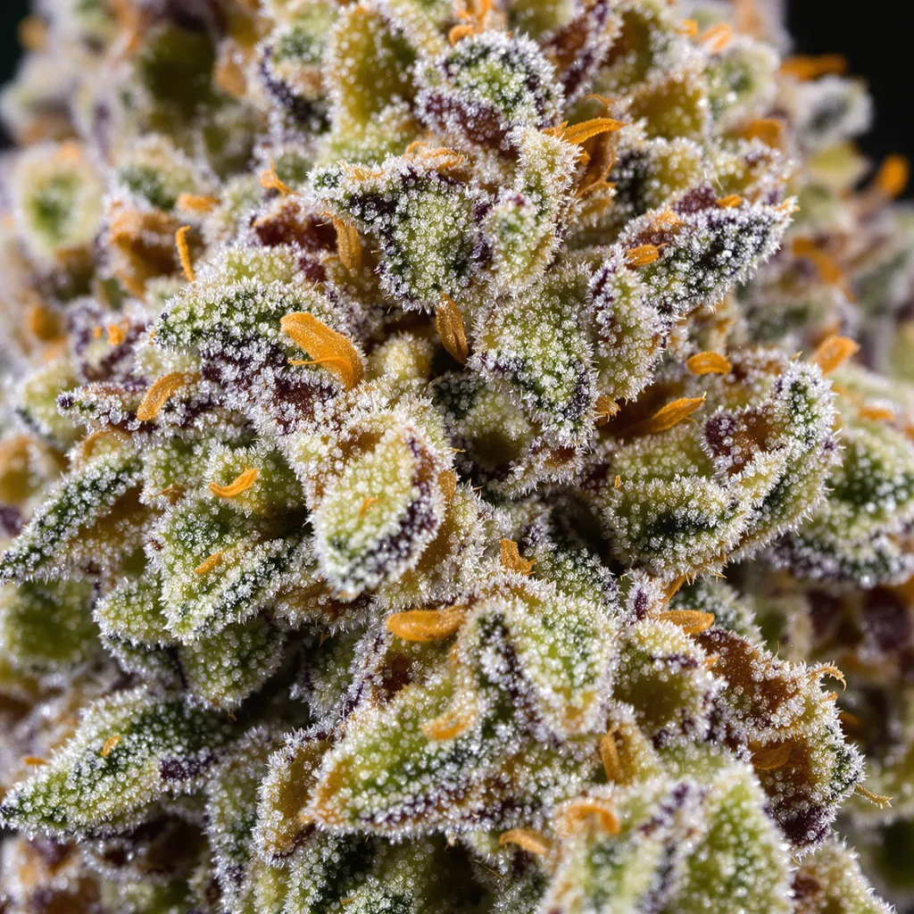 White OG cannabis plant in flowering stage — 120-180 cm feminised