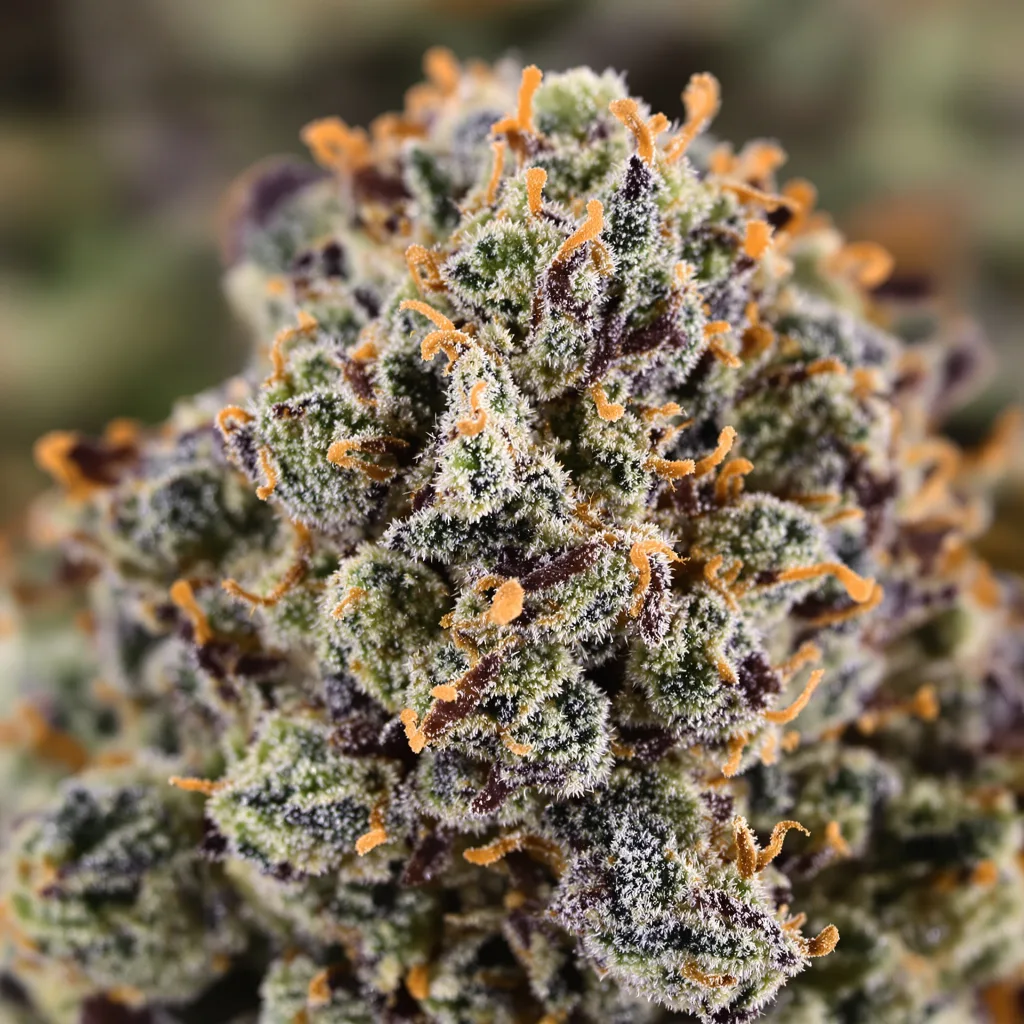 Woody Kush cannabis plant in flowering stage — 90-130 cm feminised