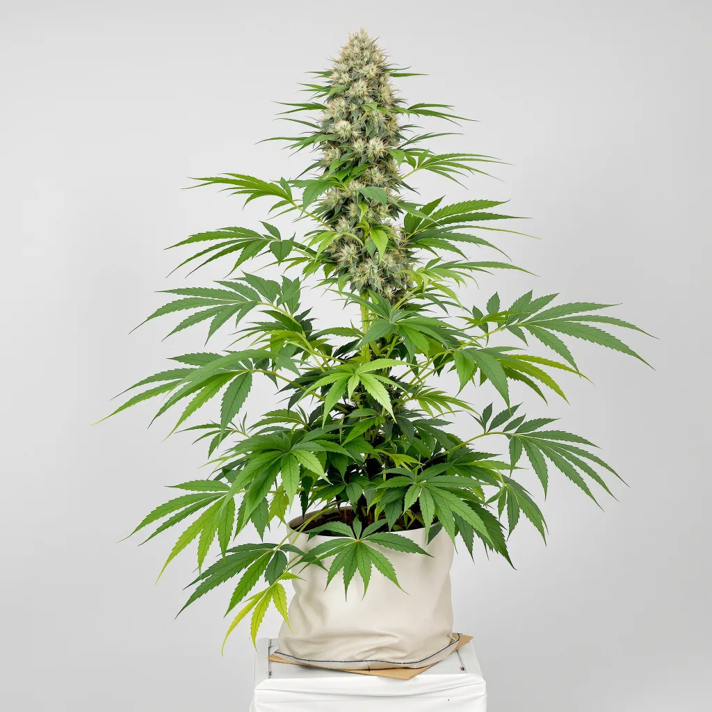Yoda’s Brain cannabis bud close-up showing dense purple-tinged calyxes
